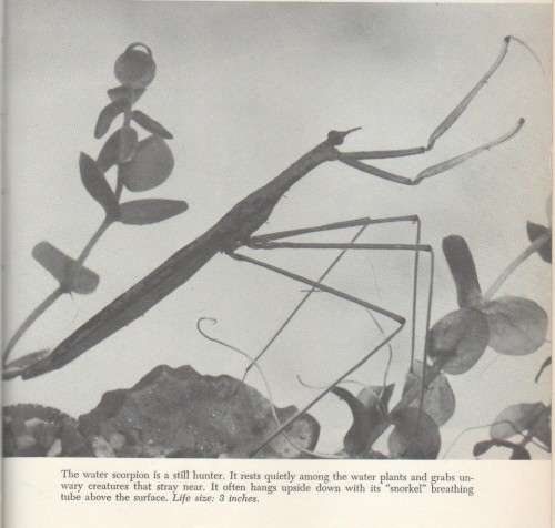 INSECTS- HUNTERS AND TRAPPERS - ROSS E HUTCHINS (1962)