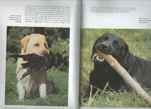 LABRADOR RETRIEVER - ESTHER VERHOEF (2006)