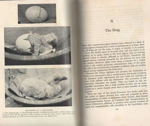 BEGINNER`S GUIDE TO PIGEON RACING - S W E BISHOP (1 ST PUBLISHED 1971)