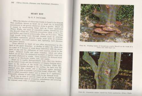 FLORIDAGUIDE TO CITRUS INSECTS, DISEASES AND NUTRITIONAL IN COLOR - ROBERT M PRATT (APRIL 1958)