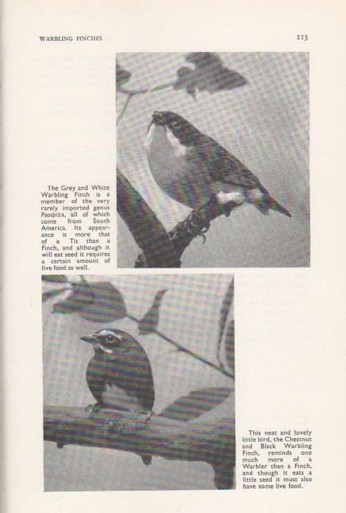 FOREIGN BIRD KEEPING - EDWARD J BOOSEY