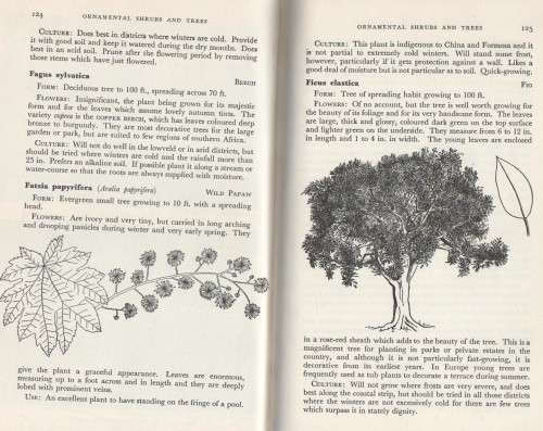 ORNAMENTAL SHRUBS & TREES FOR GARDENS IN SOUTHERN AFRICA - UNA VAN DER SPUY (2 ND EDITION 1965)
