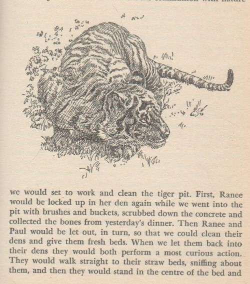 BEASTS IN MY BELFRY - GERALD DURRELL (1973)