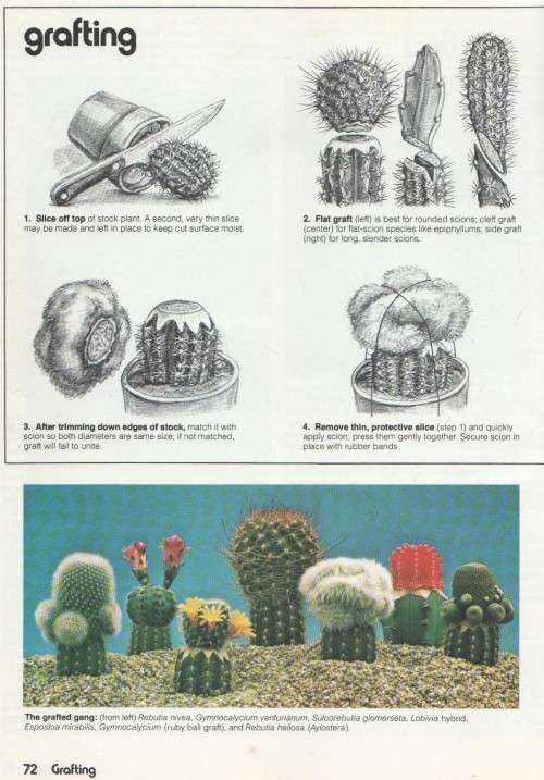 CACTUS AND SUCCULENTS - A SUNSET BOOK  AND SUNSET MAGAZINE (1978)