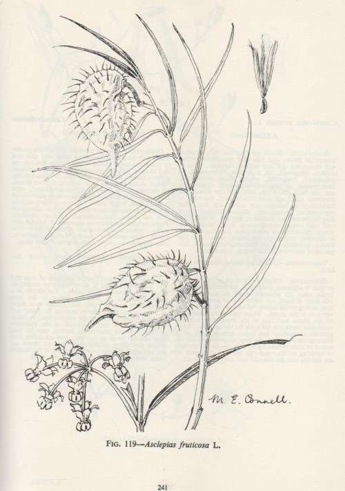 ALGEMENE ONKRUIDE IN SUID-AFRIKA / COMMON WEEDS IN SOUTH AFRICA - MAYDA HENDERSON & JOHAN G ANDERSON