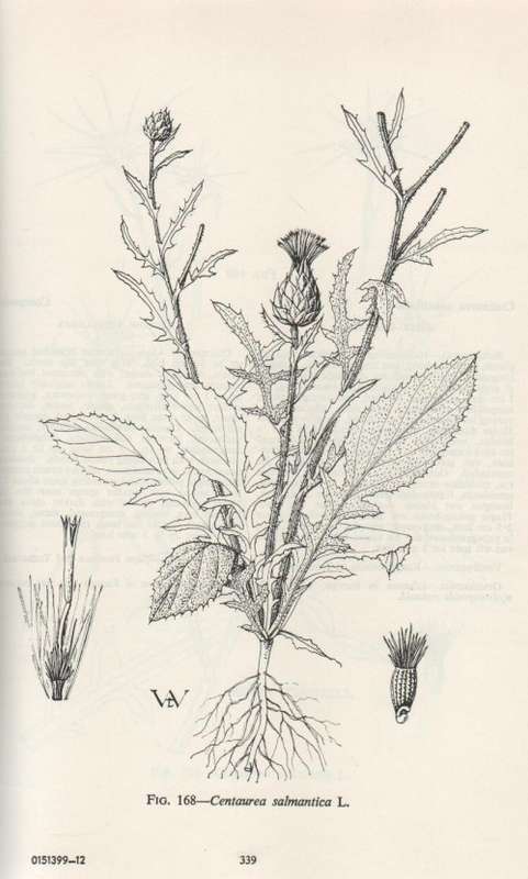 ALGEMENE ONKRUIDE IN SUID-AFRIKA / COMMON WEEDS IN SOUTH AFRICA - MAYDA HENDERSON & JOHAN G ANDERSON