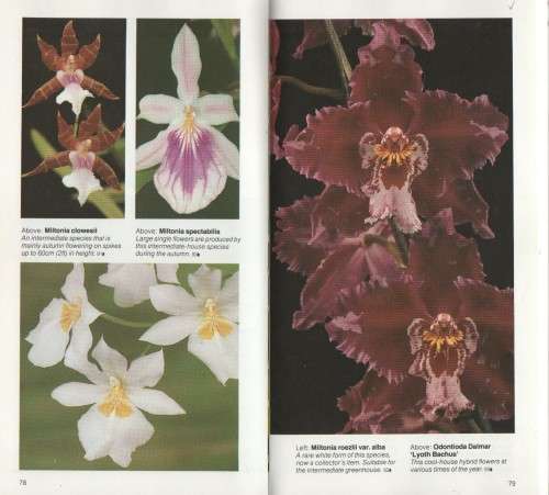 GROWING YOUR OWN ORCHIDS - WILMA RITTERSHAUSEN (1982)