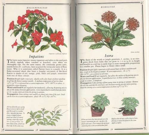 FLOWERING HOUSE PLANTS - KENNETH A BECKETT (1 ST PUBLISHED 1984)