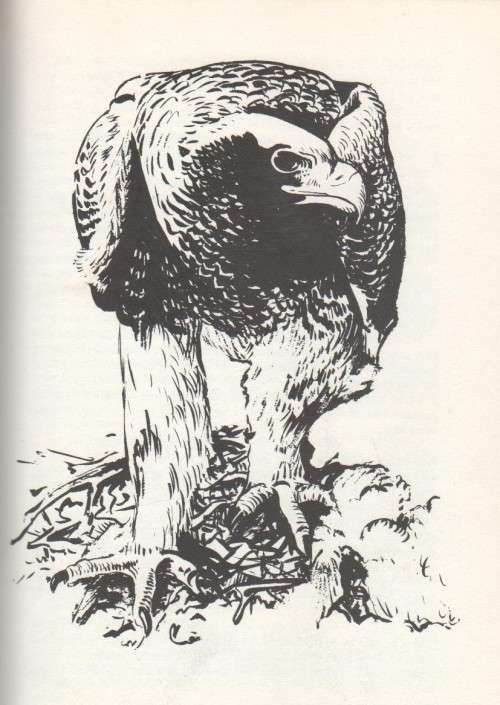 WAYS OF THE WILD - DENNIS WINCHESTER-GOULD (1 ST PUBLISHED 1980)