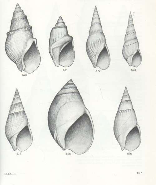 SEA SHELLS OF SOUTHERN AFRICA - GASTROPODS and BRIAN KENSLEY (1 ST EDITION 1973)