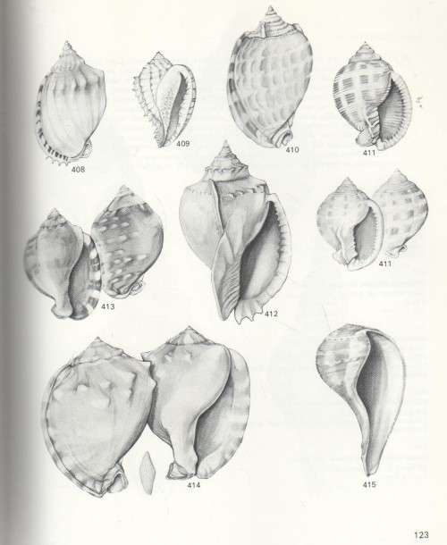 SEA SHELLS OF SOUTHERN AFRICA - GASTROPODS and BRIAN KENSLEY (1 ST EDITION 1973)