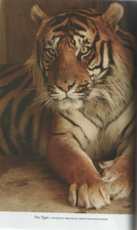 BABYLON`S ARK - LAWRENCE ANTHONY (2007)