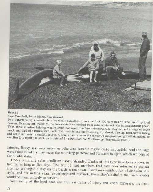 STRANDINGS, WAYS TO SAVE WALES - FRANK D ROBSON (1 ST PUBLISHED 1984)