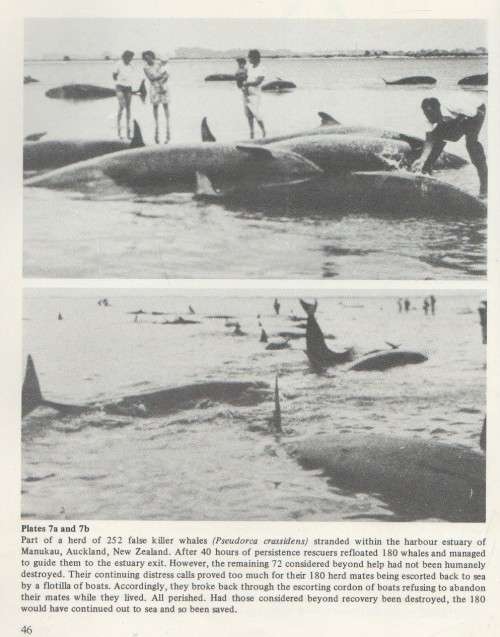 STRANDINGS, WAYS TO SAVE WALES - FRANK D ROBSON (1 ST PUBLISHED 1984)