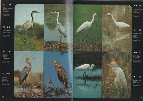 WATERBIRDS OF SOUTHERN AFRICA - PETER GINN& GEOFF MCILLERON (1 ST EDITION1982)