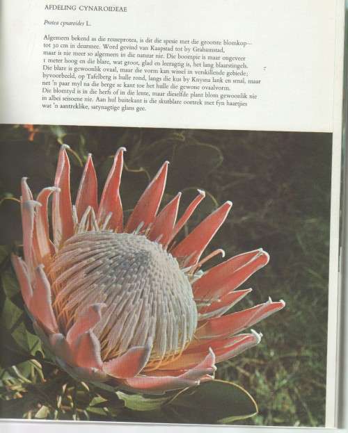 DIE PROTEACEAE VAN SUID-AFRIKA - FRANK ROUSSEAU (2 DE DRUK 1970)