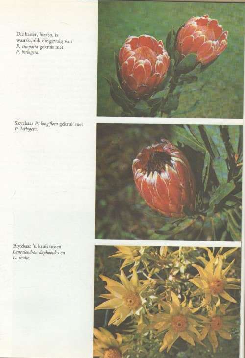 DIE PROTEACEAE VAN SUID-AFRIKA - FRANK ROUSSEAU (2 DE DRUK 1970)