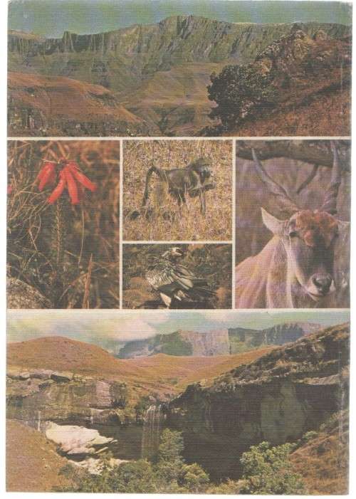 A FIELD GUIDE TO THE NATAL DRAKENSBERG - PAT IRWIN, JOHN AKHURST & DAVID IRWIN (1980)