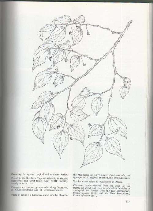 SOUTHERN CAPE FORESTS AND TREES (1974) - F VON BREITENBACH, DEPARTMENT OF FORESTY