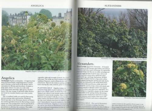 HERBS FOR COOKING, AND HOW TO GROW THEM - ROGER PHILLIPS & MARTYN RIX (1 ST PUB 1998)