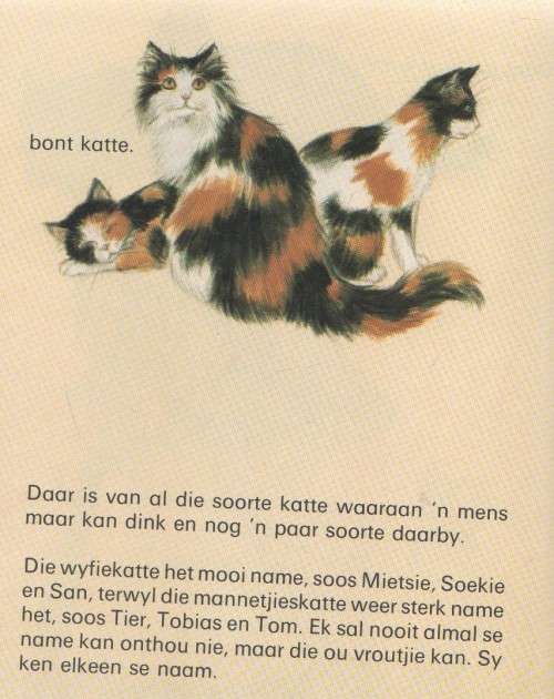 DIE 59 KATTE - JENNY SEED ( 1983