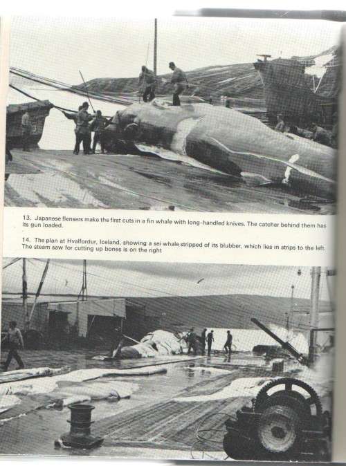 THE LIFE AND DEATH OF WHALES - ROBERT BURTON (1 ST PUBLISHED 1973)