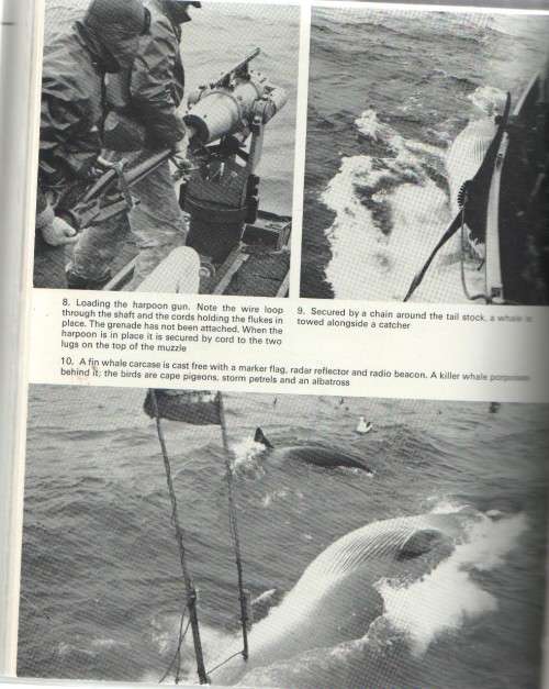 THE LIFE AND DEATH OF WHALES - ROBERT BURTON (1 ST PUBLISHED 1973)