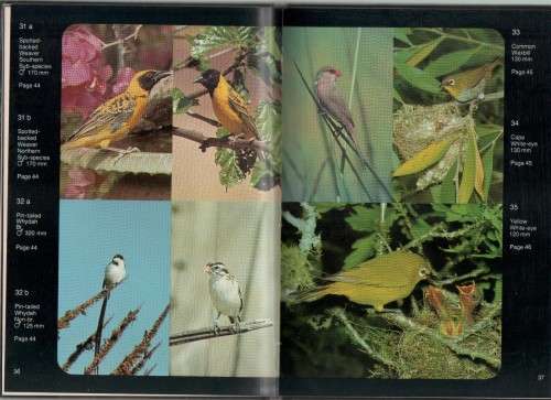 3X GARDEN BIRDS OF SOUTHERN AFRICA - PETER GINN & GEOFF MCILLERON