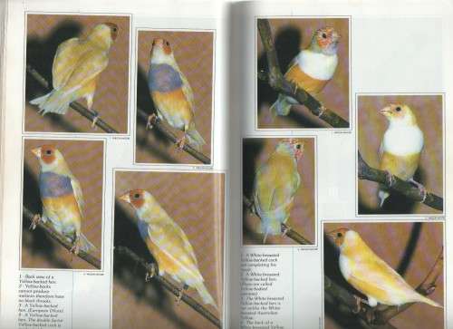 A GUIDE TO GOULDIAN FINCHES - 1991 AUSTRALIAN BIRDKEEPER
