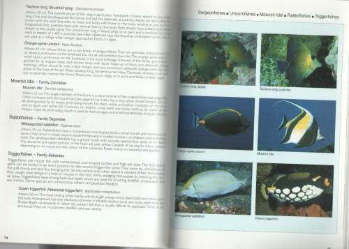 REEF FISHES & CORALS, EAST COAST OF SOUTHERN AFRICA - DENNIS KING (1 ST PUBLISHED 1996)