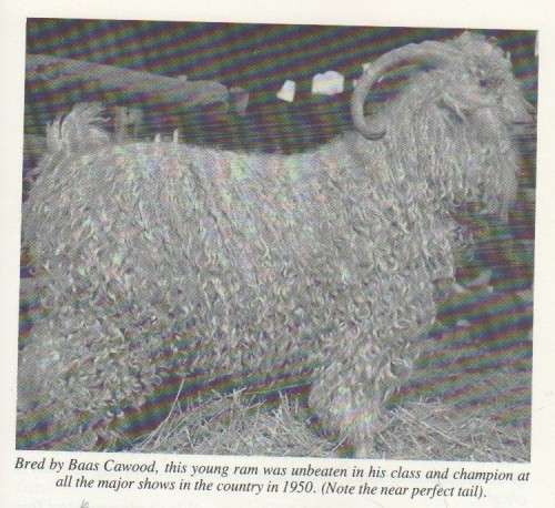 CINDERELLA TO PRINCESS, THE STORY OF MOHAIR IN SOUTH AFRICA 1838 -1988 - D S UYS