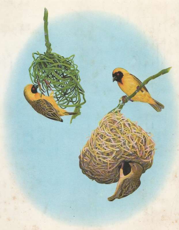 GARDEN BIRDS OF SOUTH AFRICA - KENNETH NEWMAN (2ND IMPRESSION 1972)
