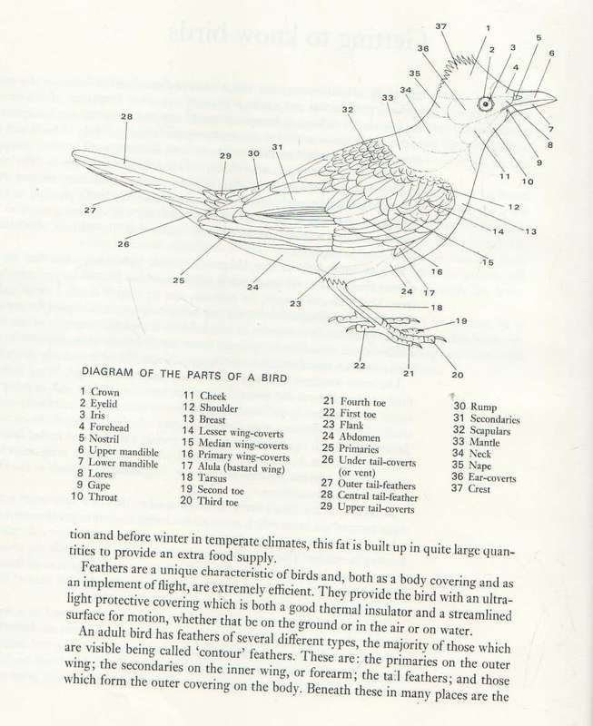 GARDEN BIRDS OF SOUTH AFRICA - KENNETH NEWMAN (2ND IMPRESSION 1972)