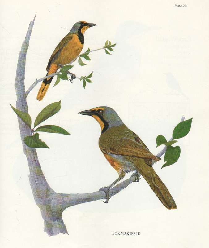 GARDEN BIRDS OF SOUTH AFRICA - KENNETH NEWMAN (2ND IMPRESSION 1972)