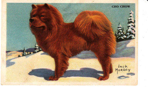 Dog Picture:  Cho Chow, Kelloggs Coll. Illus. Jack Murray, 1950s see scans and description