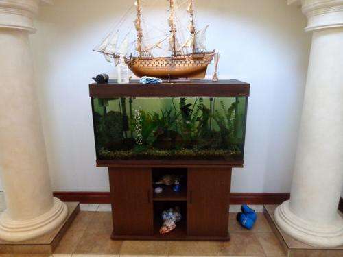 Beautiful 300 Lt Anubias Fish Tank