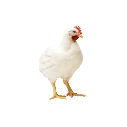 Ross 308 broiler fertile eggs