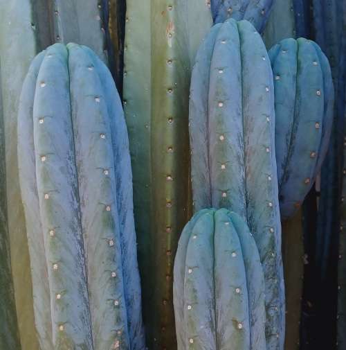 Blue Pachanoi- San Pedro cactus cuttings -Trichocereus pachanoi