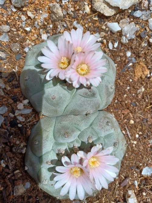 Peyote Cactus Lophophora williamsii (4 Seeds)