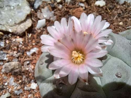 Peyote Cactus Lophophora williamsii (4 Seeds)