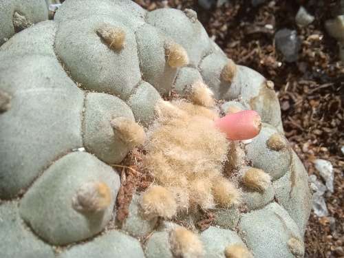 Peyote Cactus Lophophora williamsii (4 Seeds)