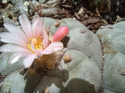 Peyote Cactus Lophophora williamsii (4 Seeds)