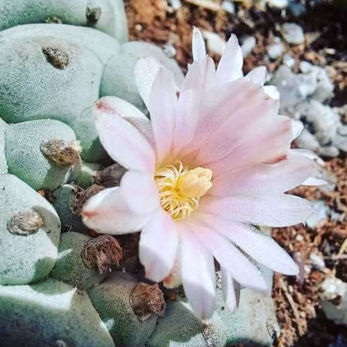 Peyote Cactus Lophophora williamsii (4 Seeds)