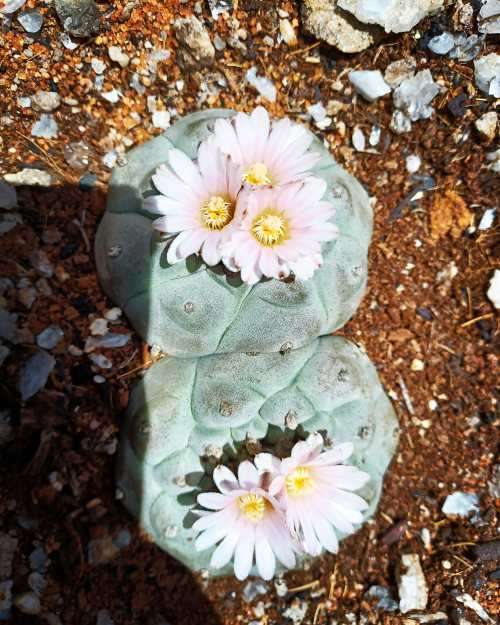 Peyote Cactus Lophophora williamsii (4 Seeds)