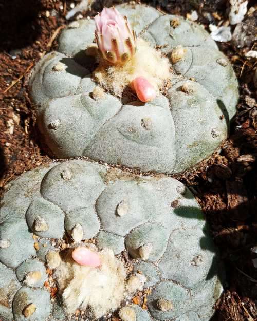 Peyote Cactus Lophophora williamsii (4 Seeds)