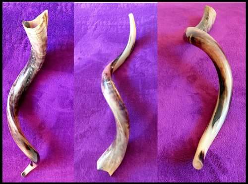 Stunning Shofar Musical Instrument "Kudu Horn" - Beautifully Polished