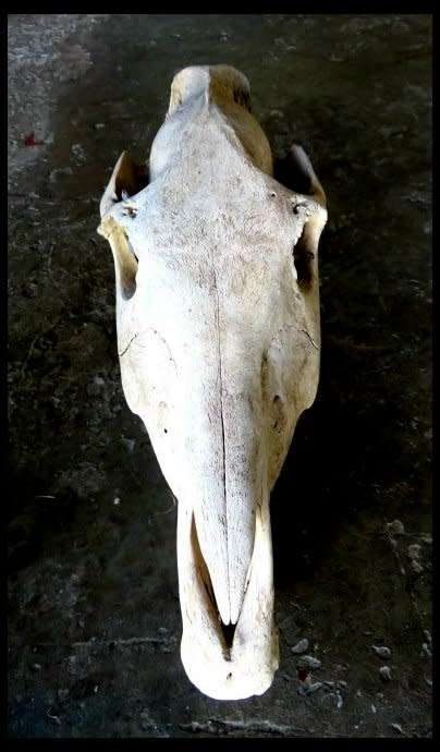 Large Horse Skull for your Art Work - Very Old and Clean - Courier for Buyer