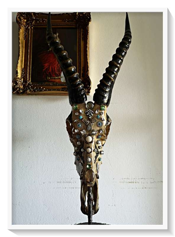 Deadly Decorum presents Beautiful Beast is Blesbuck antelpoe skull and horns display with solid base