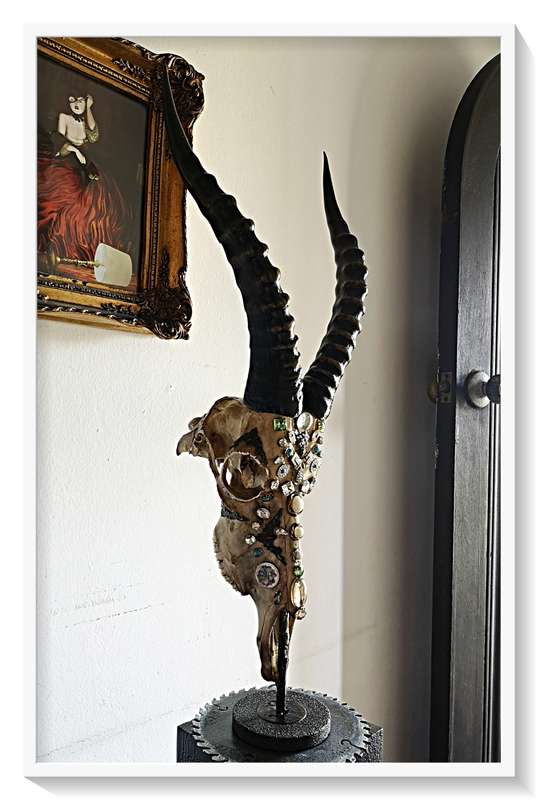 Deadly Decorum presents Beautiful Beast is Blesbuck antelpoe skull and horns display with solid base