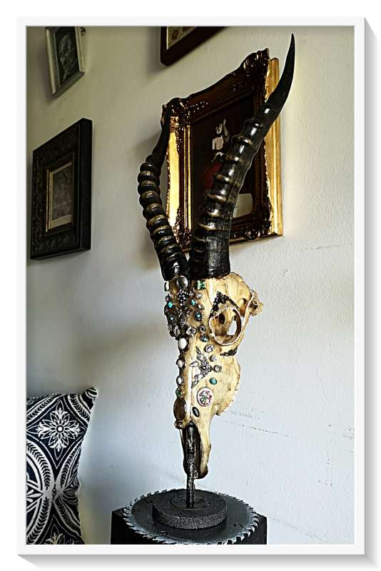 Deadly Decorum presents Beautiful Beast is Blesbuck antelpoe skull and horns display with solid base